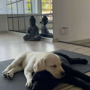 Séance 17h15 à 18h15